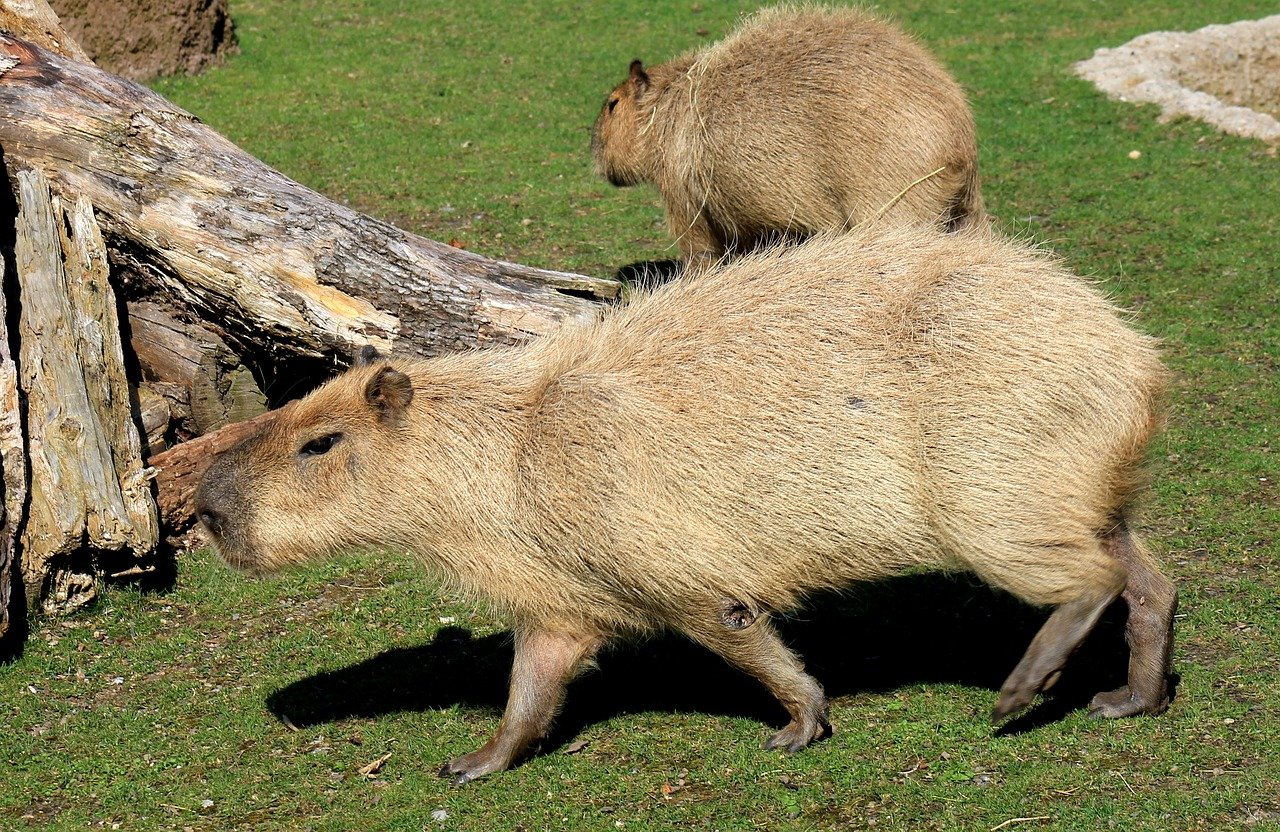 capybara, rodent, zoo-1352833.jpg