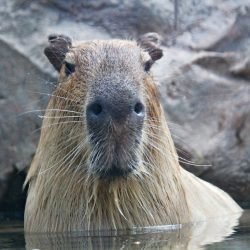 capybara, rodent, animal-4180603.jpg